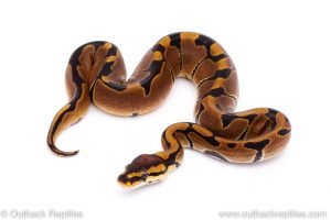 Africa Import Dinker Ball Python for sale