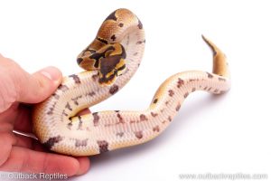 Africa Import Dinker Ball Python for sale