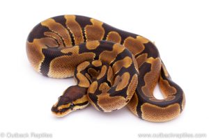 Africa Import Dinker Ball Python for sale