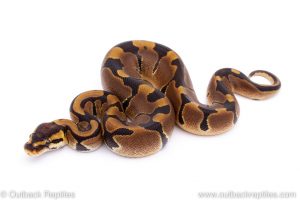 Africa Import Dinker Ball Python for sale