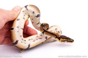 Africa Import Dinker Ball Python for sale