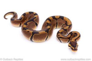 Africa Import Dinker Ball Python for sale