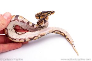 Africa Import Dinker Ball Python for sale