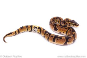 Africa Import Dinker Ball Python for sale