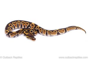 Africa Import Dinker Ball Python for sale