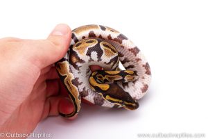 Africa Import Dinker Ball Python for sale