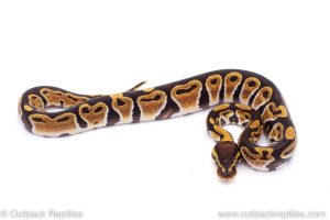 Africa Import Dinker Ball Python for sale