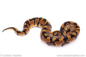 Africa Import Dinker Ball Python for sale