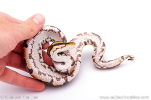 Africa Import Dinker Ball Python for sale