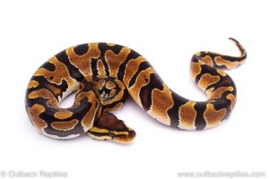 Africa Import Dinker Ball Python for sale