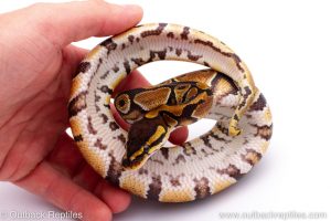 Africa Import Dinker Ball Python for sale