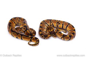 Africa Import Dinker Ball Python for sale