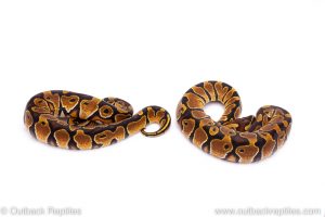 Africa Import Dinker Ball Python for sale