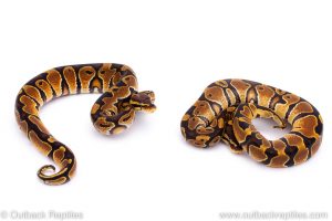 Africa Import Dinker Ball Python for sale