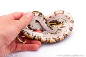 Africa Import Dinker Ball Python for sale