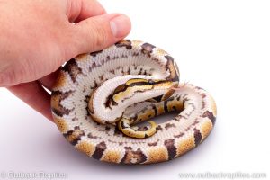 Africa Import Dinker Ball Python for sale