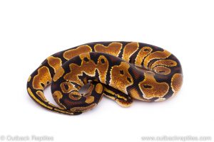 Africa Import Dinker Ball Python for sale