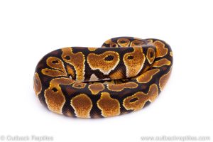 Africa Import Dinker Ball Python for sale