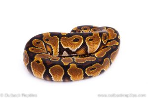 Africa Import Dinker Ball Python for sale