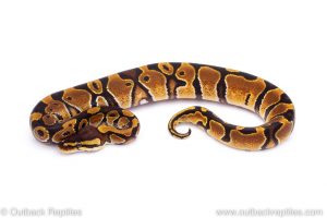 Africa Import Dinker Ball Python for sale