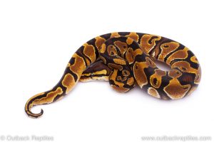 Africa Import Dinker Ball Python for sale