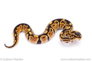 Africa Import Dinker Ball Python for sale