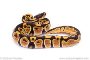 Africa Import Dinker Ball Python for sale