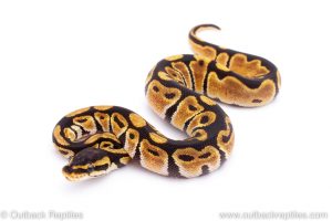 Africa Import Dinker Ball Python for sale