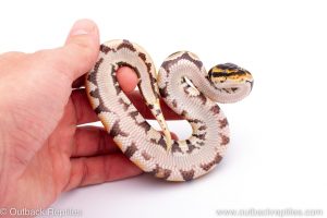 Africa Import Dinker Ball Python for sale