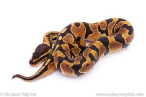 Africa Import Dinker Ball Python for sale