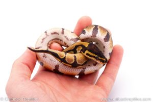 Africa Import Dinker Ball Python for sale