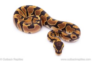 Africa Import Dinker Ball Python for sale