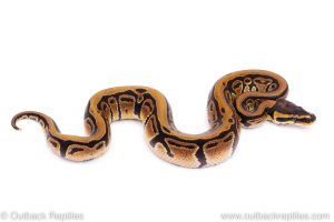 Africa Import Dinker Ball Python for sale