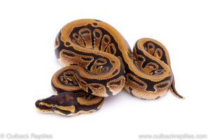 Africa Import Dinker Ball Python for sale