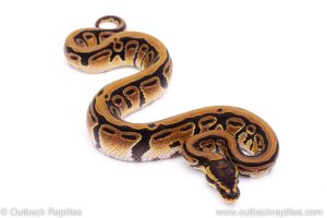 Africa Import Dinker Ball Python for sale