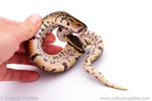 Africa Import Dinker Ball Python for sale