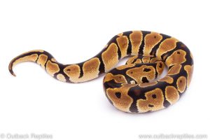 Africa Import Dinker Ball Python for sale