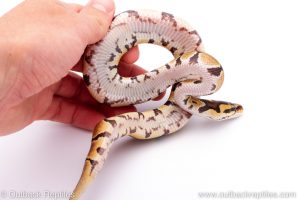 Africa Import Dinker Ball Python for sale