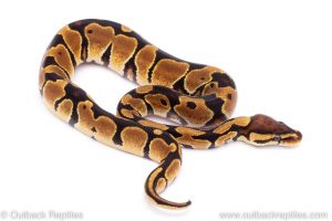 Africa Import Dinker Ball Python for sale