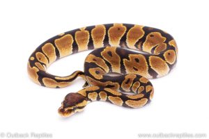 Africa Import Dinker Ball Python for sale