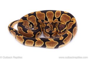 Africa Import Dinker Ball Python for sale