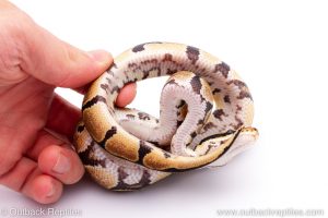 Africa Import Dinker Ball Python for sale