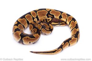 Africa Import Dinker Ball Python for sale