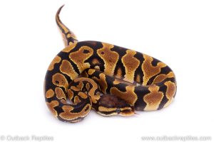 Africa Import Dinker Ball Python for sale