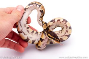 Africa Import Dinker Ball Python for sale