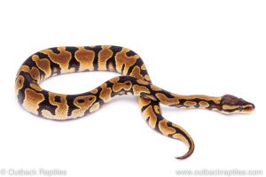 Africa Import Dinker Ball Python for sale