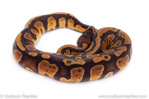 Africa Import Dinker Ball Python for sale