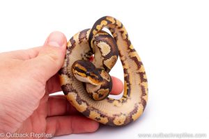 Africa Import Dinker Ball Python for sale