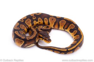 Africa Import Dinker Ball Python for sale