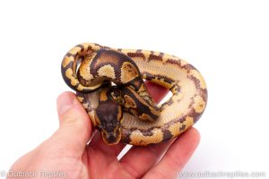 Africa Import Dinker Ball Python for sale